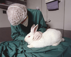 Rabbits in animal testing - Animals in human society